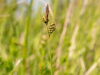 Carex tomentosa Skjutbanan, Lernacken, Malmö, Skåne, Sweden 20200609_0011