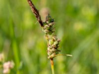 Carex tomentosa Skjutbanan, Lernacken, Malmö, Skåne, Sweden 20200609_0022