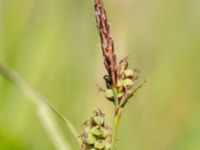 Carex tomentosa Skjutbanan, Lernacken, Malmö, Skåne, Sweden 20200609_0027