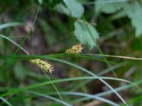 Carex vesicaria Prästängen NR, Ängeöholm, Skåne, Sweden 20180711_0056