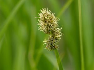 Carex vulpina - True Fox-Sedge - Rävstarr