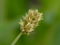 Carex vulpina Mellandammen, Öresundsparken, Malmö, Skåne, Sweden 20160518_0153