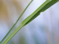 Carex vulpina Mellandammen, Ribersborg, Malmö, Skåne, Sweden 20160525_0051