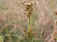 Cladium mariscus Gyeholmen, Falsterbohalvön, Vellinge, Skåne, Sweden 20160617_0185