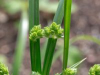 Cyperus eragrostis Botaniska trädgården, Lund, Skåne, Sweden 20180824_0025