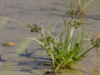 Cyperus fuscus 1.5 km SSE Aderbiyevka, Krasnodar, Russia 20160911_0972