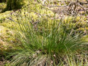 Eleocharis multicaulis - Many-stalked Spike-rush - Dysäv