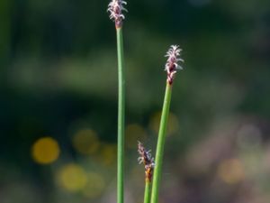 Eleocharis palustris - Common Spike-rush - Knappsäv