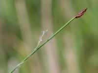 Eleocharis palustris Fuktängen, Toarp, Malmö, Skåne, Sweden 20240525_0099