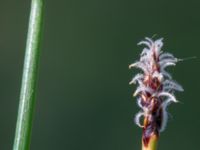 Eleocharis palustris Tvärvägen, Näsby, Mörbylånga, Öland, Sweden 20190609_0253