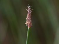 Eleocharis uniglumis Yngsjö, Kristianstad, Skåne, Sweden 20170610_0048