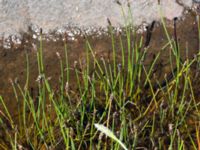 Eleocharis uniglumis ssp. uniglumis Steninge naturreservat, Falkenberg, Halland, Sweden 20160605_0149