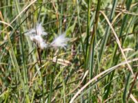 Eriophorum angustifolium Stensoffa fuktäng, Lund, Skåne, Sweden 20140601_0196