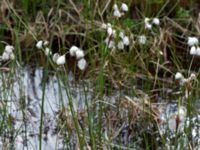 Eriophorum angustifolium ssp. angustifolium Harsprånget, Stora Lulevatten, Jokkmokk, Lule lappmark, Lappland, Sweden 20150710_0676