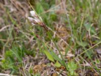 Eriophorum angustifolium ssp. angustifolium Liaängen, Kågeröd, Eslöv, Skåne, Sweden 20160518_0041