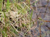 Eriophorum angustifolium ssp. angustifolium Nordkalottenleden, Kiruna, Torne lappmark, Lappland, Sweden 20150708_0824