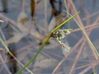 Eriophorum angustifolium ssp. angustifolium Nordkalottenleden, Kiruna, Torne lappmark, Lappland, Sweden 20150708_0825