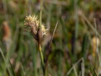 Eriophorum latifolium Lyngsjö äng, Kristianstad, Skåne, Sweden 20160508_0017