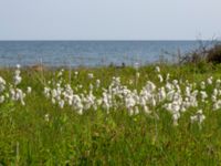 Eriophorum latifolium Simris strandäng, Simrishamn, Skåne, Sweden 20180601_0245