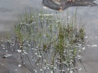 Eriophorum latifolium Storforsen, Älvsbyn, Norrbotten, Sweden 20150711_0623