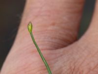 Isolepis fluitans Gloppe, Varberg, Halland, Sweden 20190716_0239