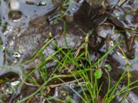 Isolepis setacea Ravlunda skjutfält, Simrishamn, Skåne, Sweden 20170730_0137