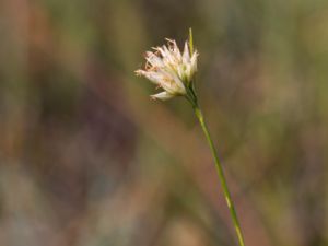 Rhynchospora alba - White Beak-sedge - Vitag