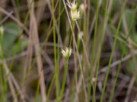 Rhynchospora alba Hunneröds mosse, Svedala, Skåne, Sweden 20160714_0010