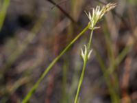 Rhynchospora alba Skanörs ljung, Falsterbohalvön, Vellinge, Skåne, Sweden 20150823_0011