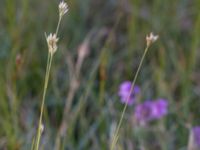 Rhynchospora alba Skanörs ljung, Falsterbohalvön, Vellinge, Skåne, Sweden 20160811_0065