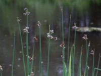 Schoenoplectus lacustris Banvallen S handikappbadet, Ribersborg, Malmö, Skåne, Sweden 20170616_0027