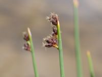 Schoenoplectus lacustris Dammar Gränsvägen, Åkarp, Burlöv, Skåne, Sweden 20240714_0138