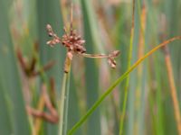 Schoenoplectus tabernaemontani Limhamns kalkbrott, Malmö, Skåne, Sweden 20180901_0098