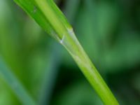 Scirpus sylvaticus Husie mosse, Malmö, Skåne, Sweden 20150623_0069