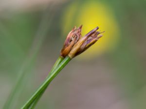 Trichophorum cespitosum - Deergrass - Tuvsäv