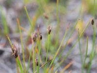 Trichophorum cespitosum Skanörs ljung, Falsterbonäset, Vellinge, Skåne, Sweden 20150628_0072