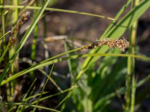 Carex diandra - Lesser Tussock-sedge - Trindstarr