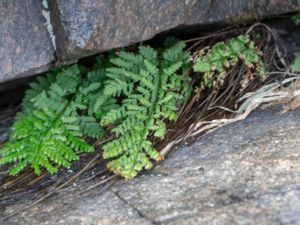 Cystopteris fragilis - Bladder-fern - Stenbräken