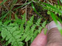 Cystopteris fragilis Hjularöd, Eslöv, Skåne, Sweden 20170617_0036