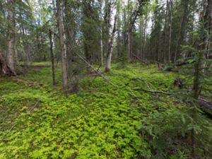 Gymnocarpium dryopteris - Oak Fern - Ekbräken