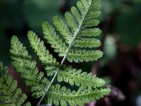 Gymnocarpium robertianum Gyetorpskärret, Kristianstad, Skåne, Sweden 20160628_0077