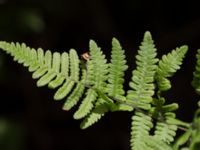 Gymnocarpium robertianum Gyetorpskärret, Kristianstad, Skåne, Sweden 20160628_0081