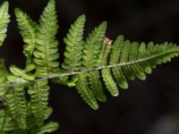 Gymnocarpium robertianum Gyetorpskärret, Kristianstad, Skåne, Sweden 20160628_0082