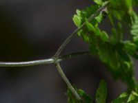 Gymnocarpium robertianum Gyetorpskärret, Kristianstad, Skåne, Sweden 20160628_0083