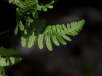 Gymnocarpium robertianum Gyetorpskärret, Kristianstad, Skåne, Sweden 20160628_0084