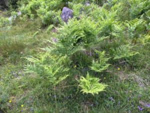 Pteridium aquilinum - Bracken - Örnbräken