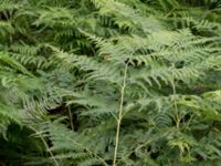 Pteridium aquilinium ssp. aquilinium Hallands Väderö, Båstad, Skåne, Sweden 20160807_0038