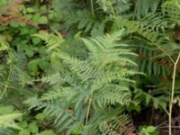 Pteridium aquilinium ssp. aquilinium Hallands Väderö, Båstad, Skåne, Sweden 20160807_0039