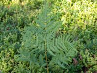 Pteridium aquilinium ssp. latiusculum Bökenäs, Immeln, Kristianstad, Skåne, Sweden 20150820_0121