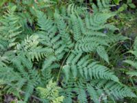 Pteridium aquilinium ssp. latiusculum Vackerslätt, Nybro, Småland, Sweden 20150704_0468